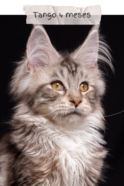 alakay-maine-coon-10
