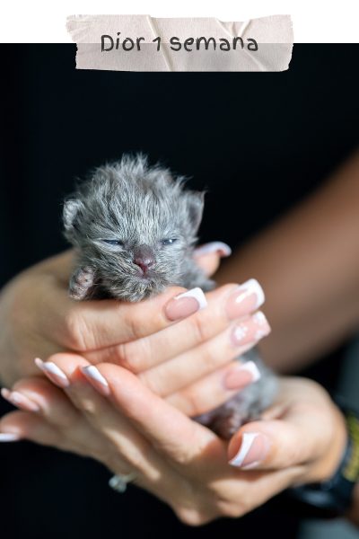alakay-maine-coon-11