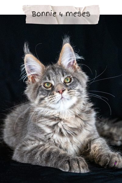 alakay-maine-coon-5