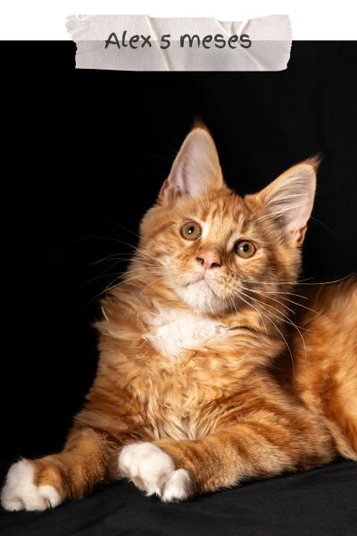 alakay-maine-coon-8
