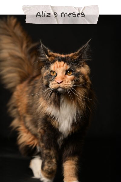 alakay-maine-coon-9